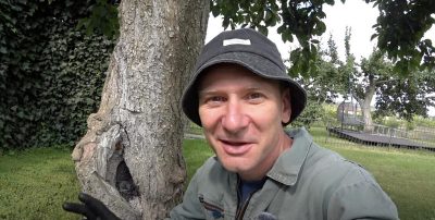 Un árbol hueco no es una sentencia: una forma probada de alargar la vida de un árbol