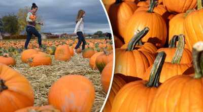 Un asunto de minutos: cómo saber si tu calabaza está madura y se conservará todo el invierno