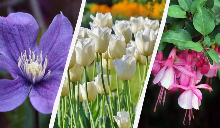 Un experto nombra 7 plantas que merece la pena plantar en el jardín este otoño