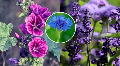Un jardín vivo sin preocupaciones: qué flores siembran, crecen y florecen solas
