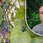 Un sencillo truco para una buena cosecha: un jardinero desvela