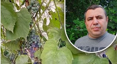 Un sencillo truco para una buena cosecha: un jardinero desvela el principal enemigo de las uvas