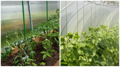 Una cosecha récord sorprenderá incluso a los vecinos: cómo humedecer rápidamente la tierra del invernadero