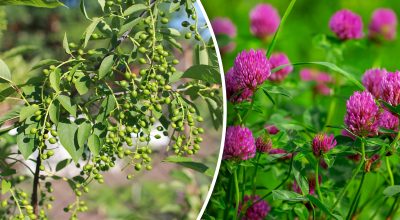 Y no hace falta previsión meteorológica: qué plantas predicen la lluvia